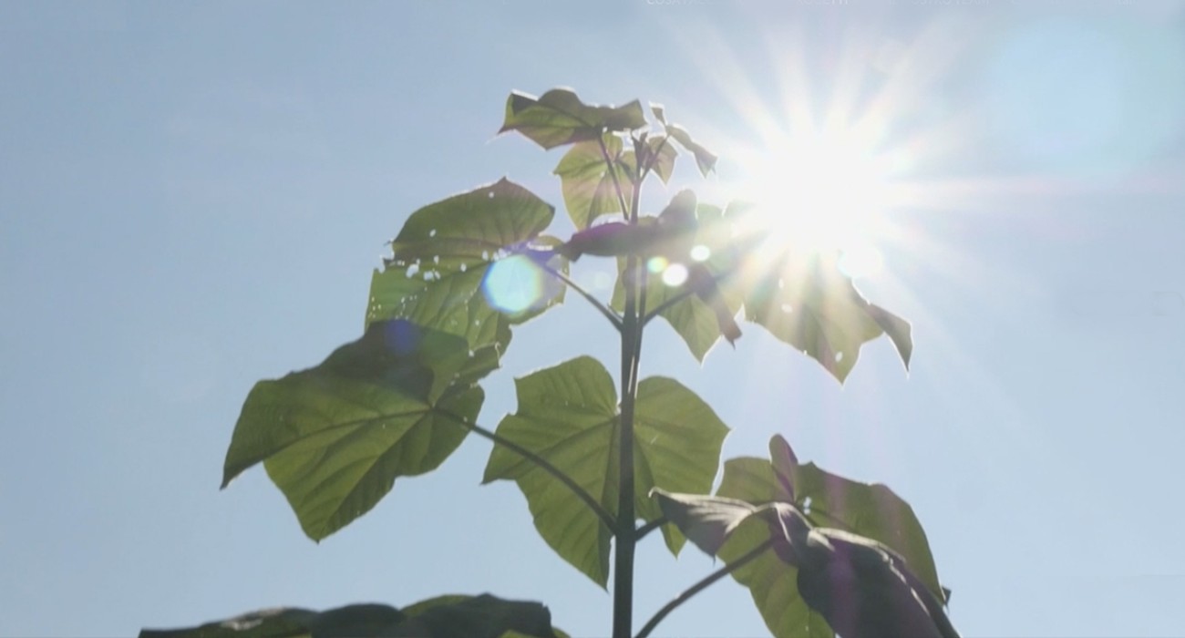 Paulownia: tra green economy e finanza sostenibile