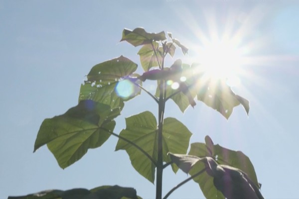 Paulownia: tra green economy e finanza sostenibile